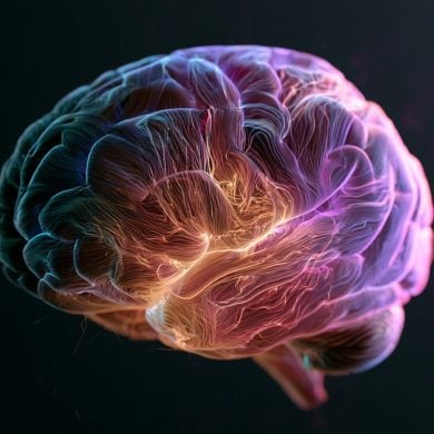 This shows a brain.
