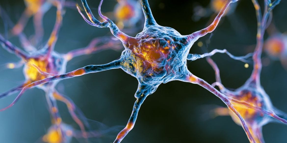 This shows neurons.