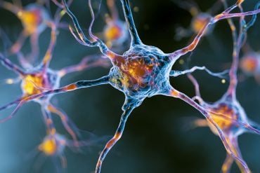 This shows neurons.