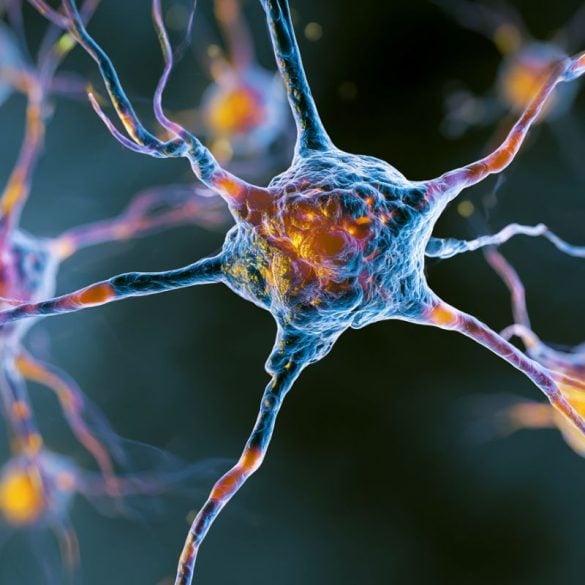 This shows neurons.