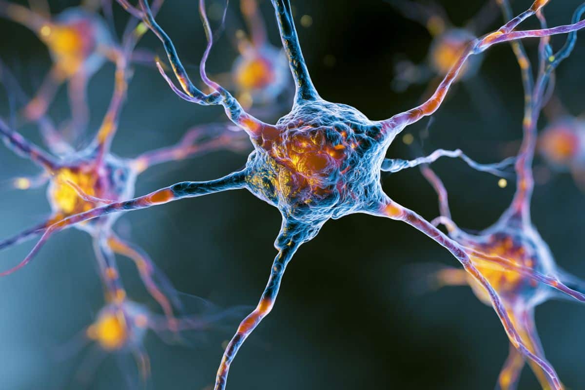 This shows neurons.