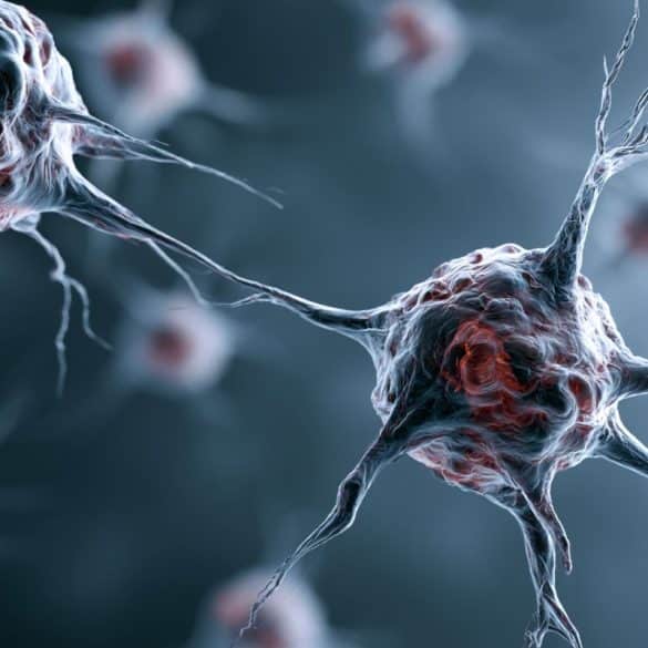This shows neurons.