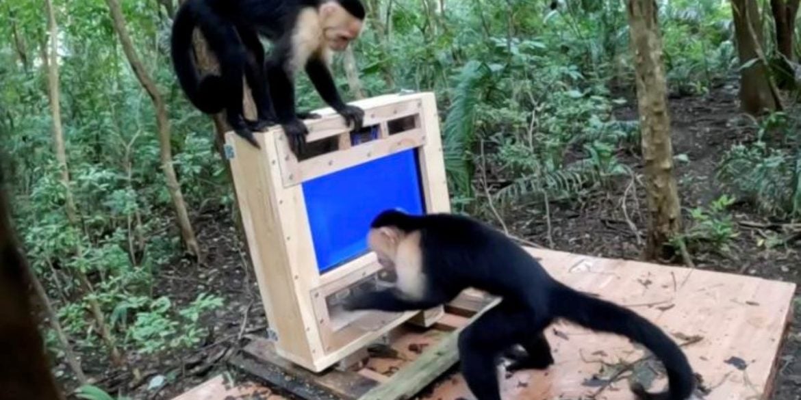 This shows the monkeys using the touchscreen.