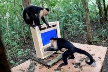 CapuchinAI system automates cognitive testing of wild primates, achieving 97% accuracy in identifying individual capuchins in Costa Rica