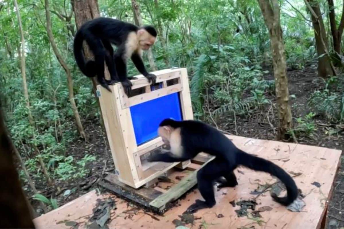 <b>AI自动化野外猴群认知测试：CapuchinAI开创灵长类研究新范式</b>