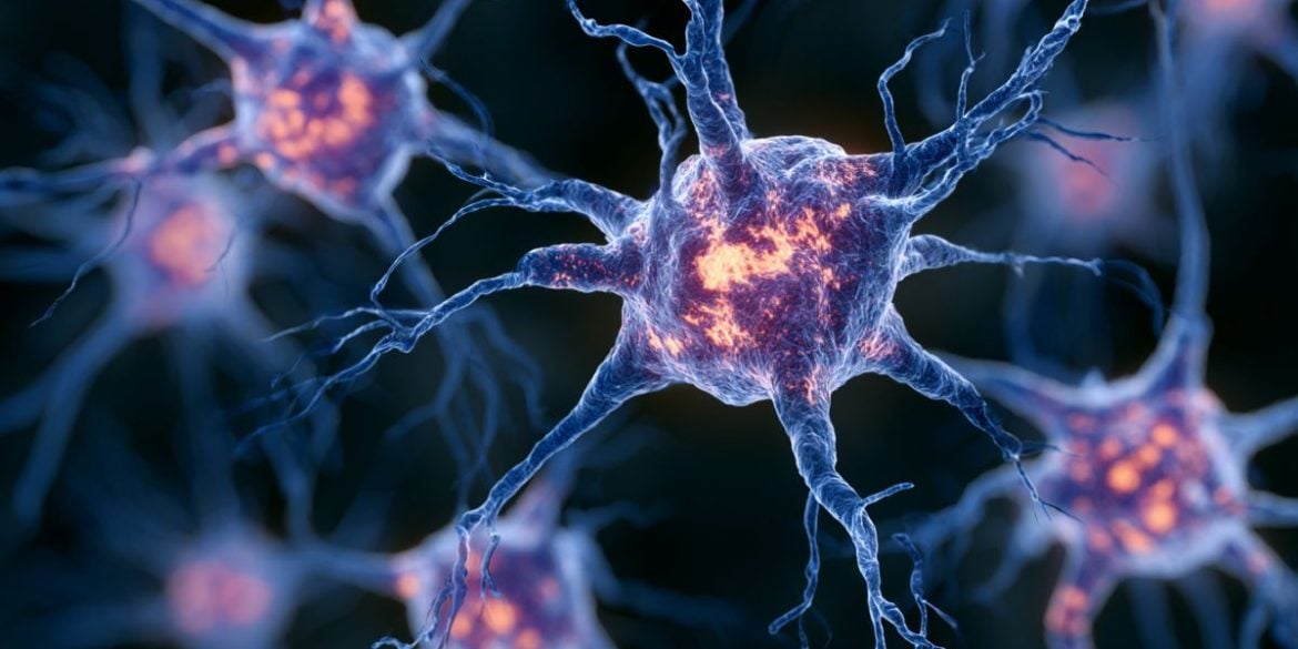 This shows neurons.