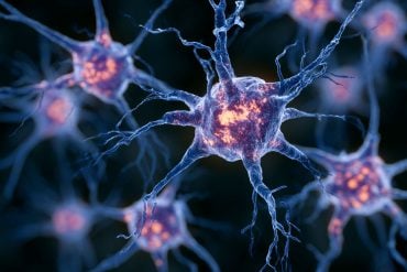 This shows neurons.