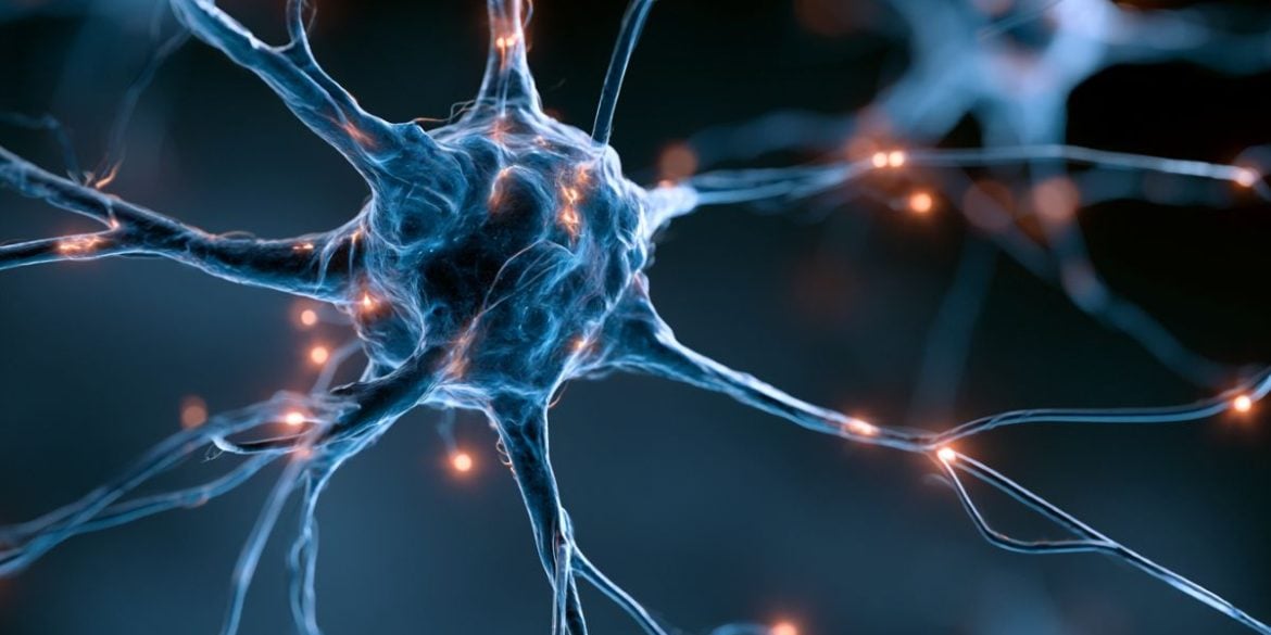 This shows neurons.