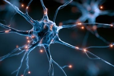 This shows neurons.