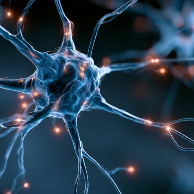 This shows neurons.