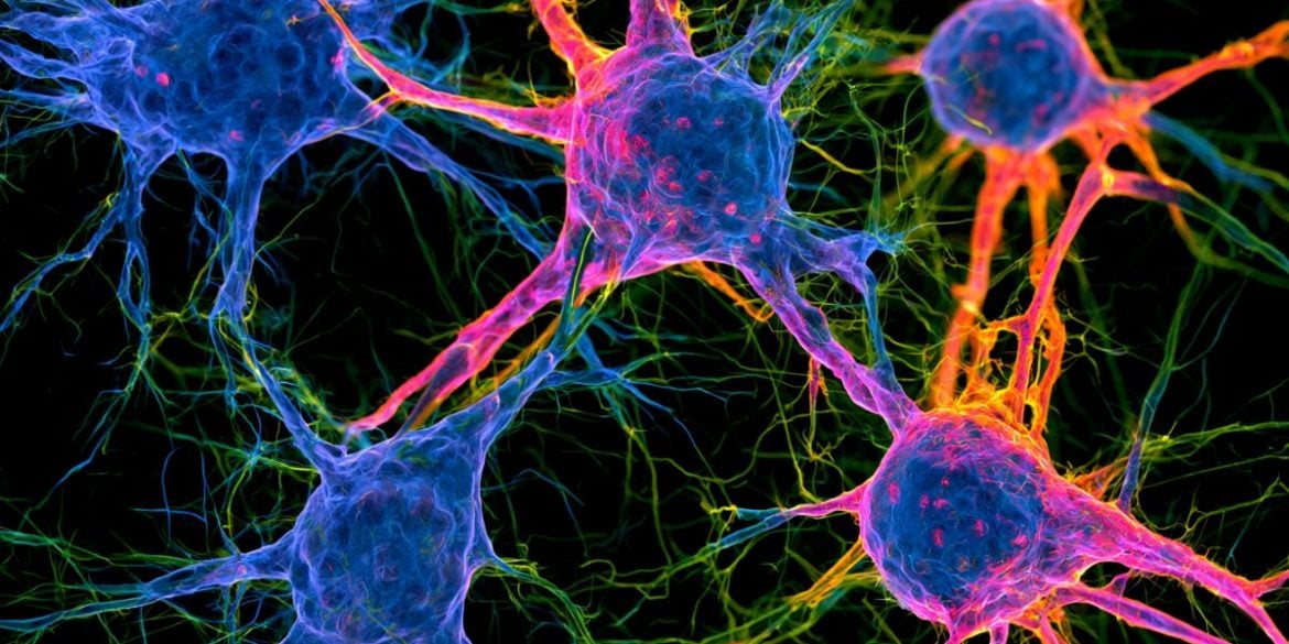 This shows neurons.