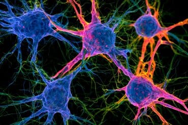 This shows neurons.