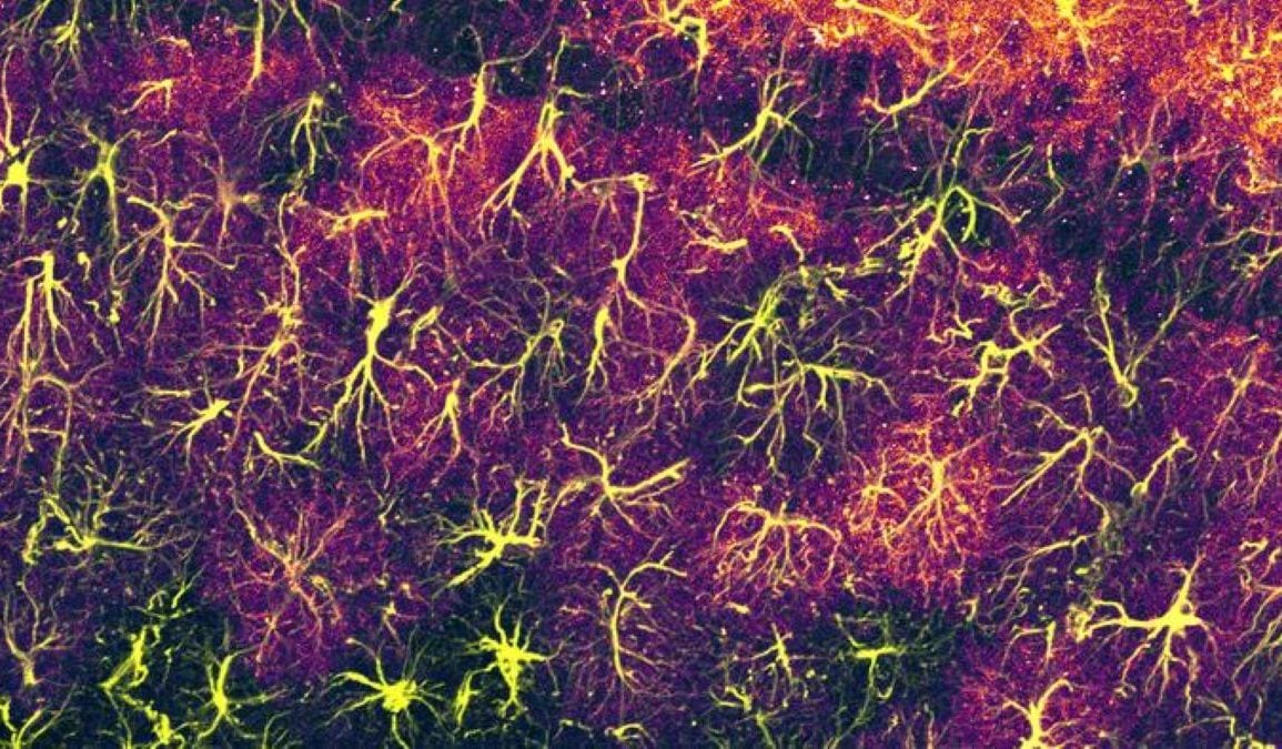 Astrocytes Actively Dictate Long-Term Memory Persistence