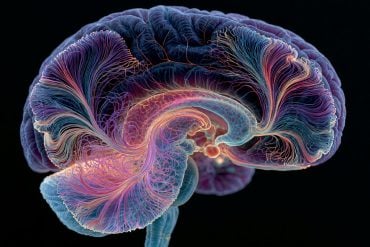 Why Brain Damage Hits the Cerebellum - Neuroscience News