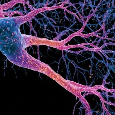 This shows neurons.