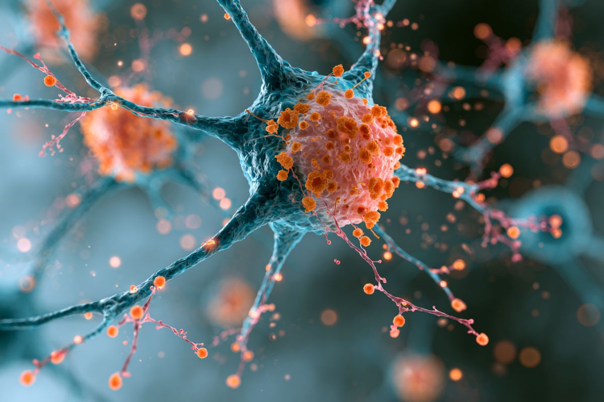 This shows neurons.