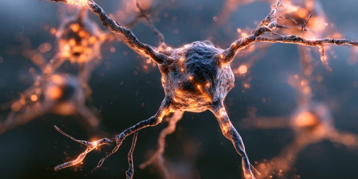 This shows a neuron.