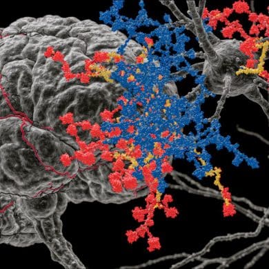 This shows a brain and neurons.