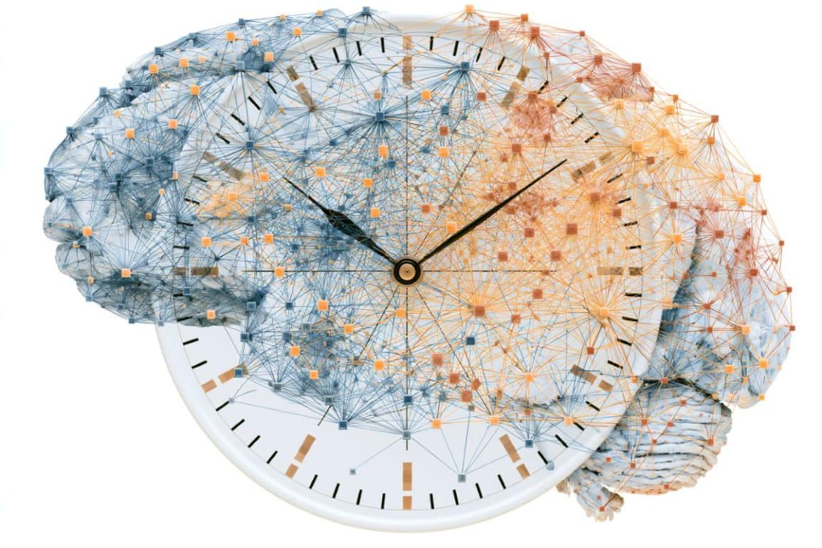 Sparse Neural Connections Balance Cortical Clock Sync and Autonomy