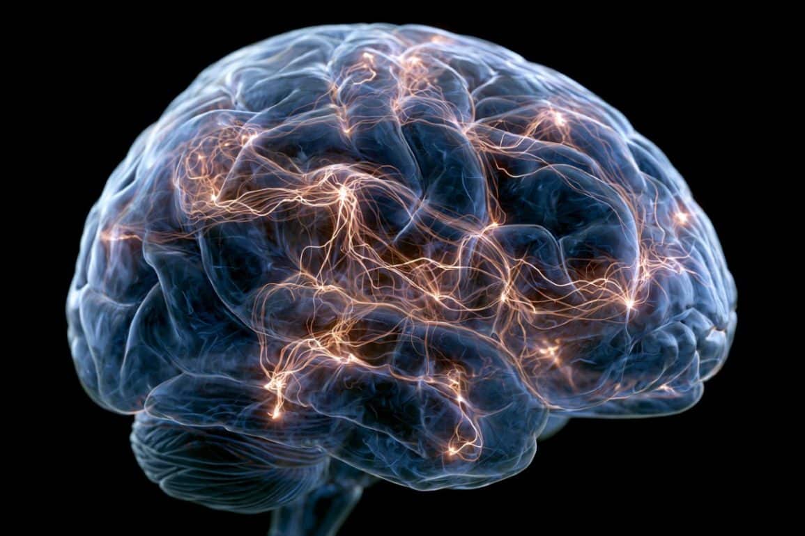 How the Brain Achieves 79% Energy Efficiency