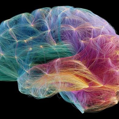 This shows a connectome of the brain.