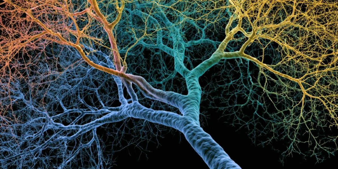 This shows a branching dendrite.