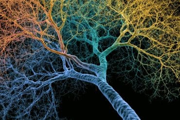 This shows a branching dendrite.