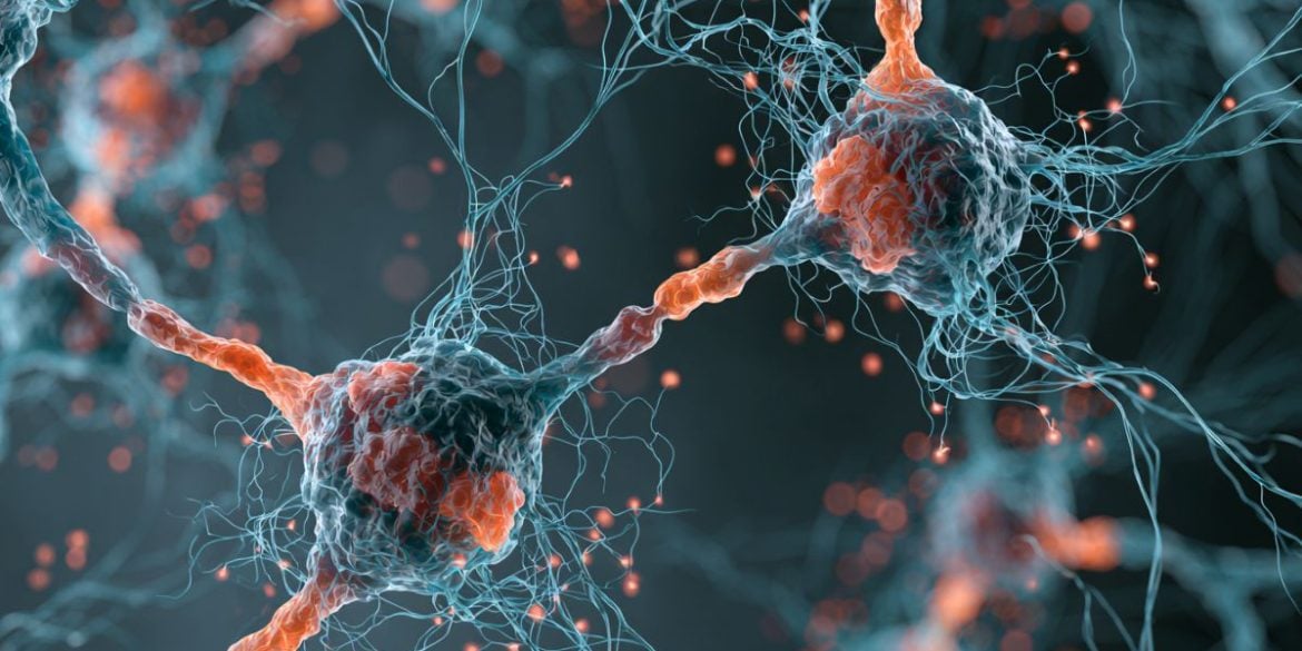 This shows neurons.