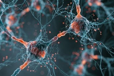 This shows neurons.