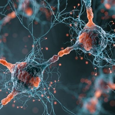 This shows neurons.