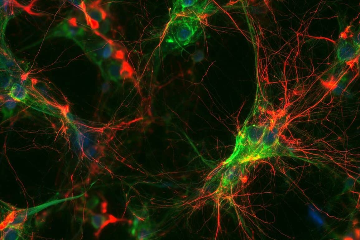 Alternative Gene Networks Restore Neural Circuits