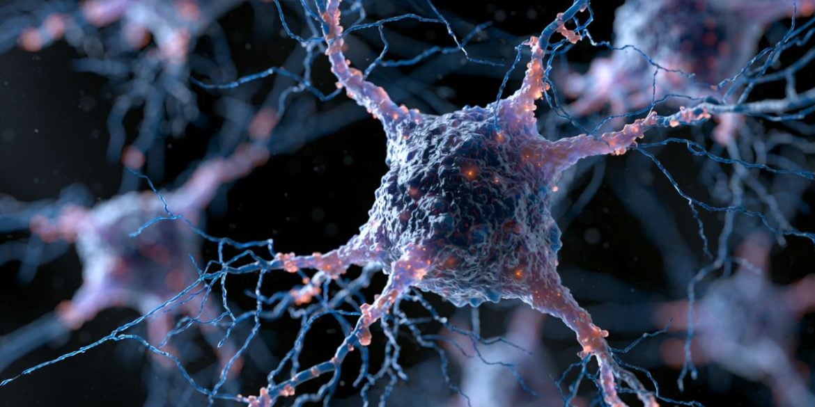 This shows a neuron.