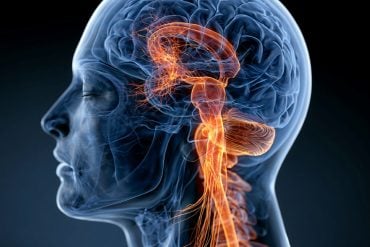 This shows a head and a brain.