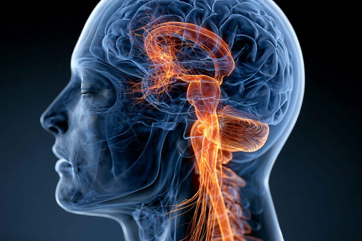Key to Fighting Brain Tumors Lives in the Neck