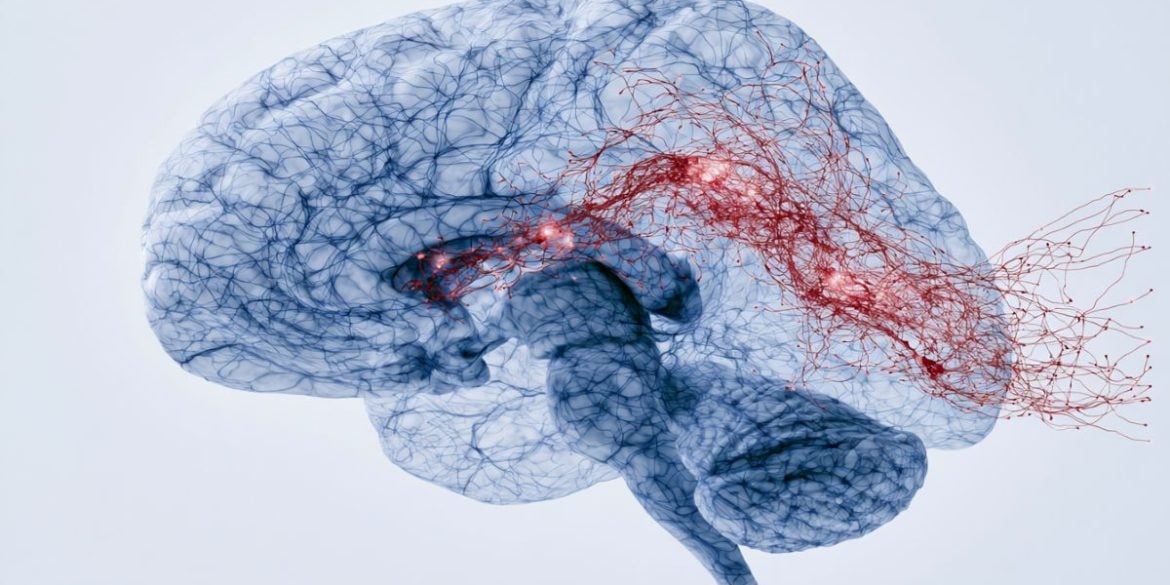 This shows a brain.