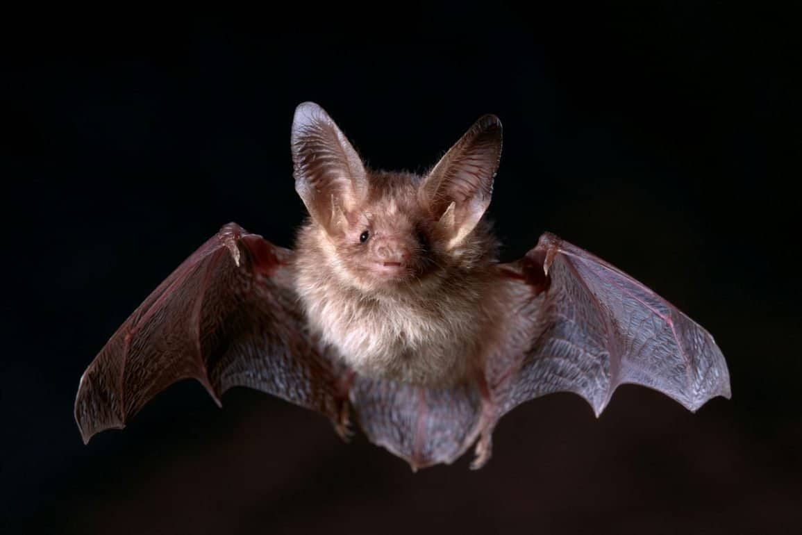 How Colony Bats Harmonize Their Sonar