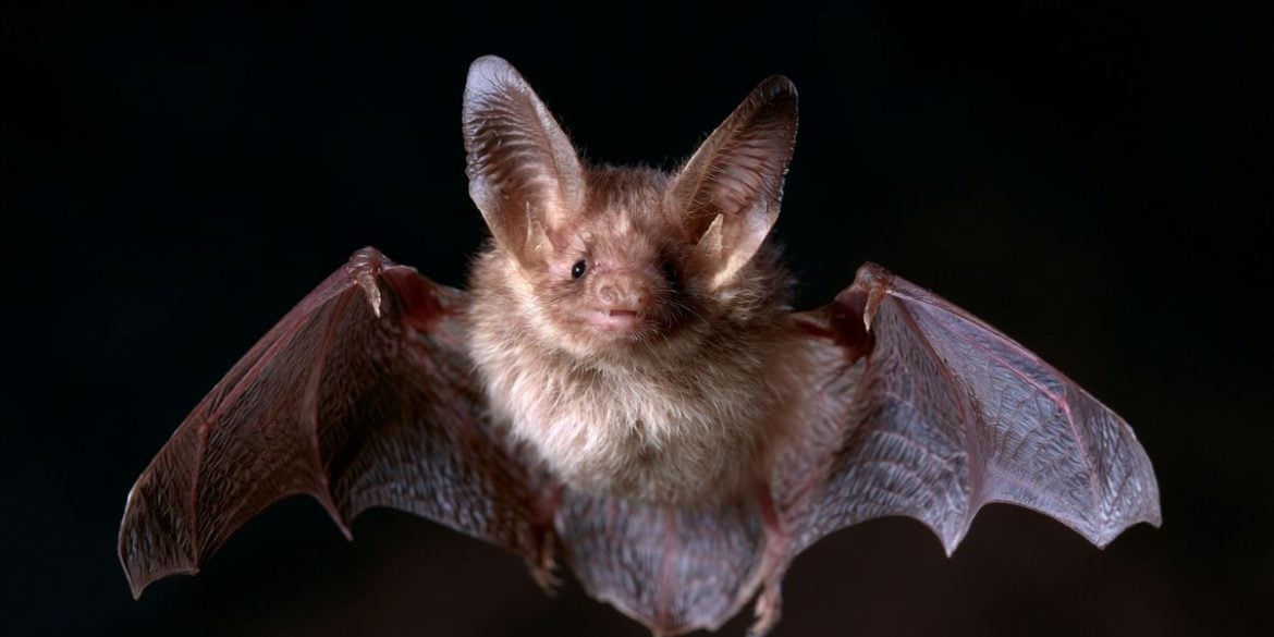 This shows a bat.