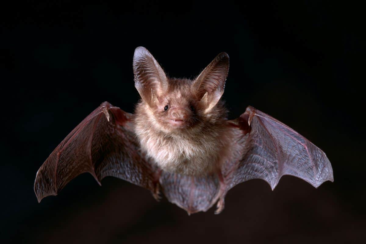 How Colony Bats Harmonize Their Sonar