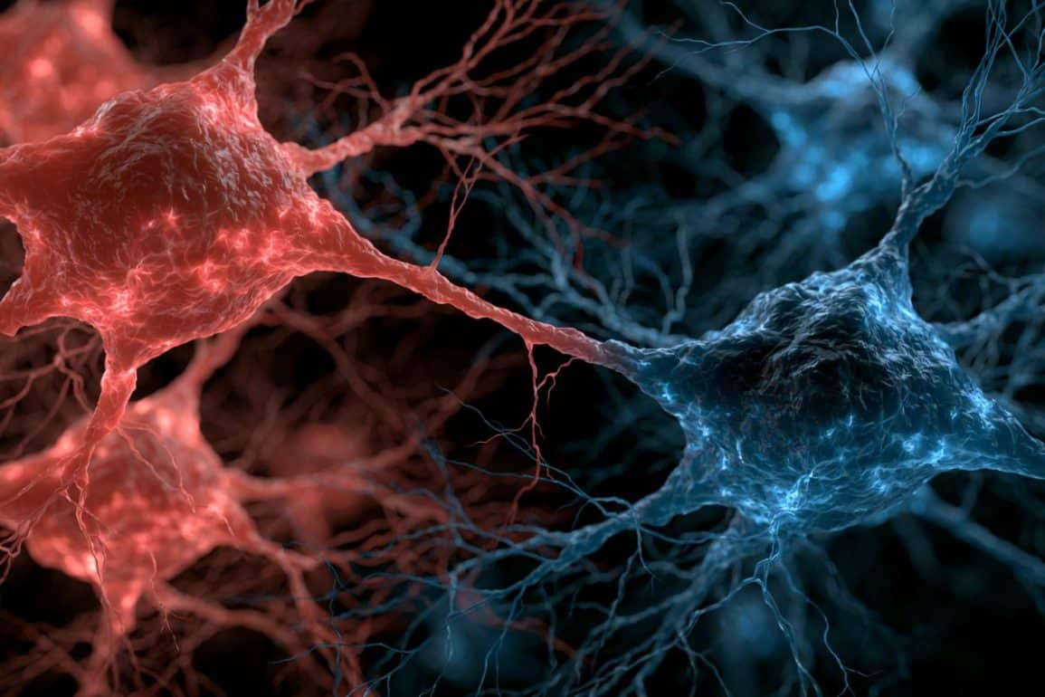 Single Neural Population Detects Both Warm and Cool Sensations