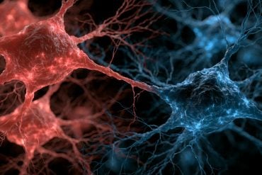 This shows neurons in red and blue, representing heat and cold sensations.