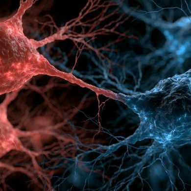 This shows neurons in red and blue, representing heat and cold sensations.