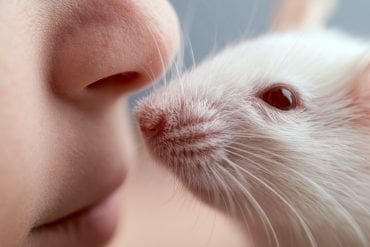 This shows a human nose and a mouse.