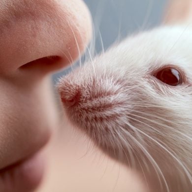 This shows a human nose and a mouse.