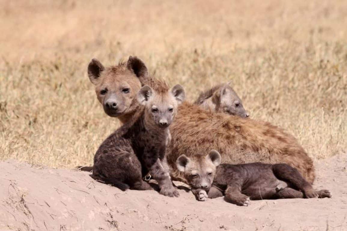 New Study Flips Core Rule of Evolution