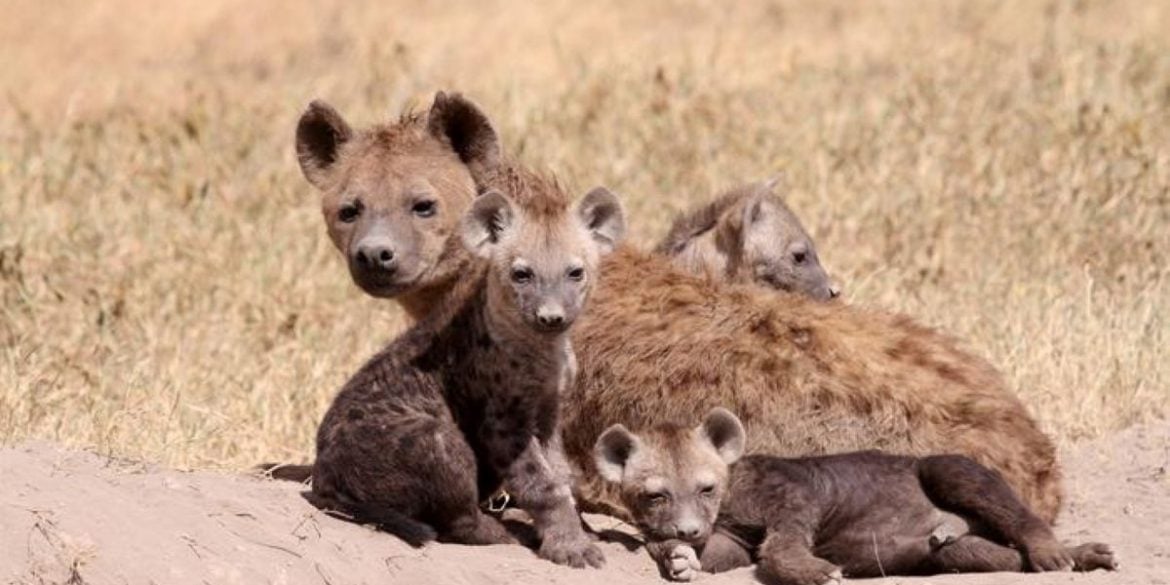 This shows a spotted hyena.