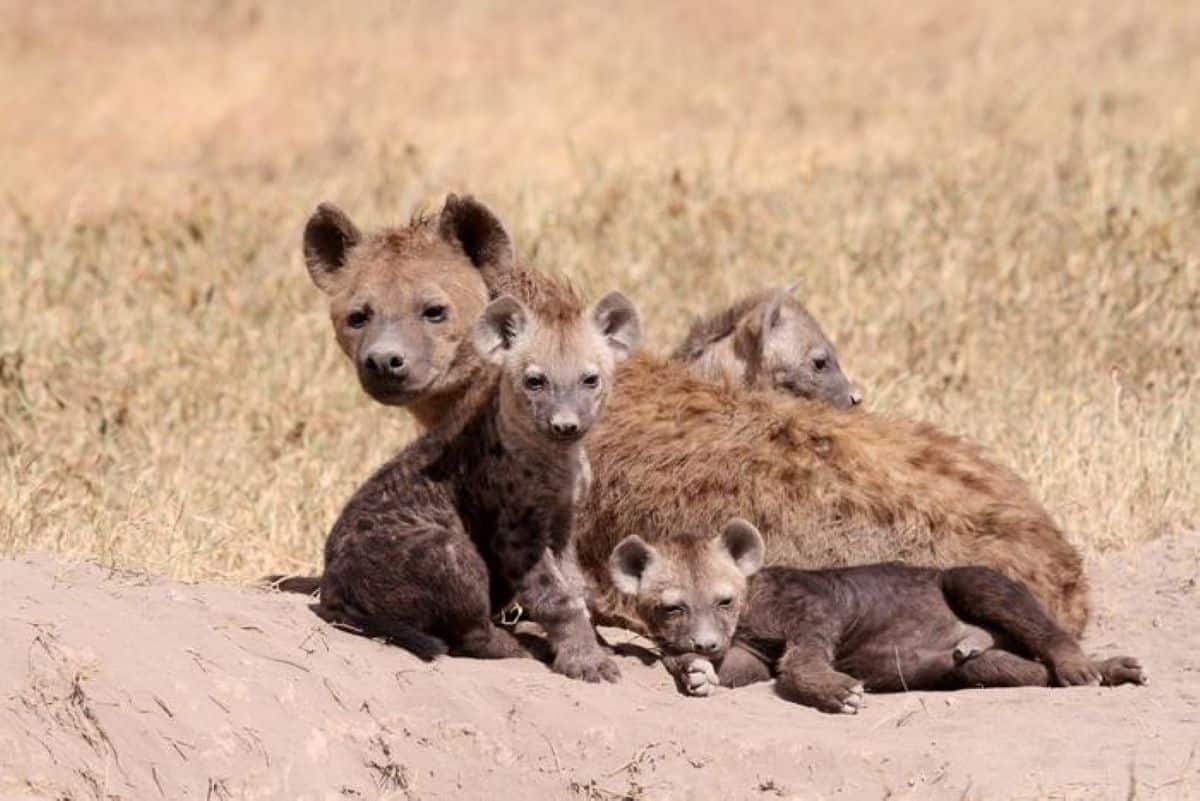 New Study Flips Core Rule of Evolution