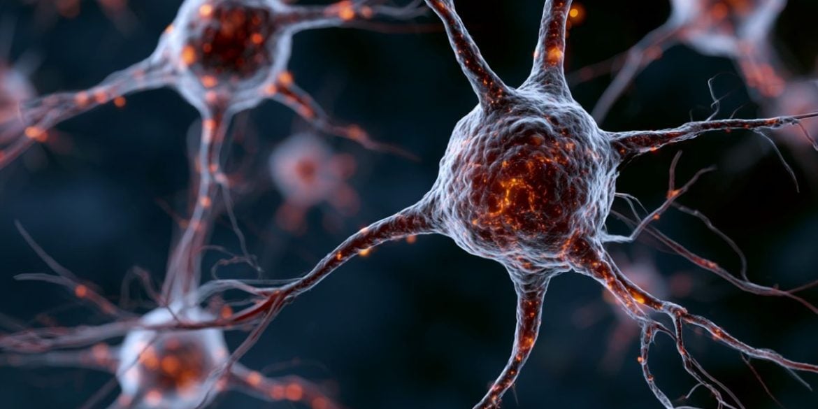 This shows neurons.