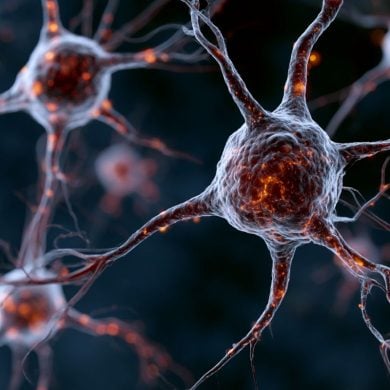 This shows neurons.