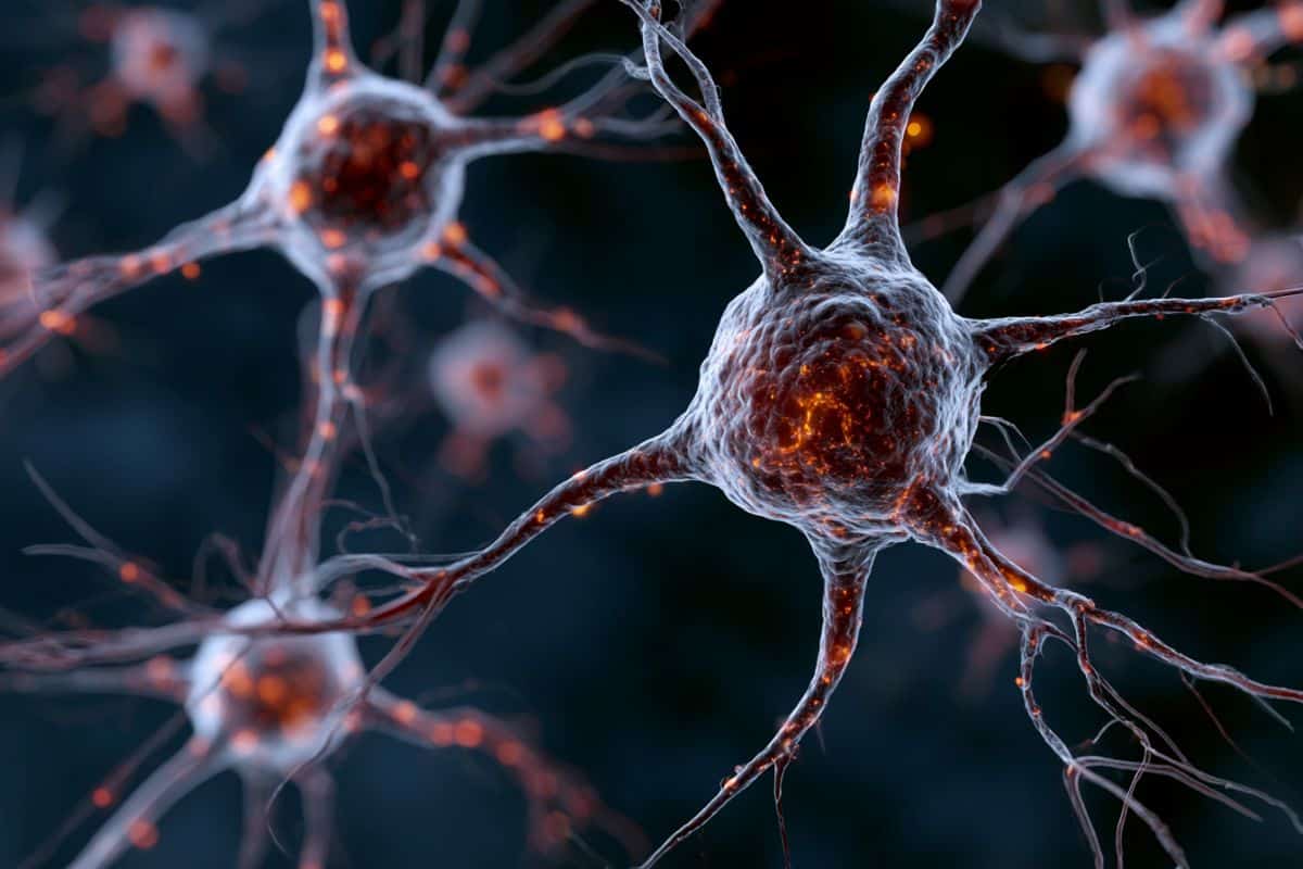 This shows neurons.