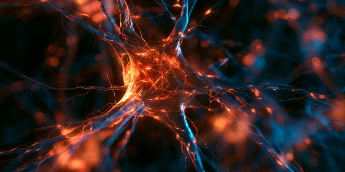 This shows neurons.